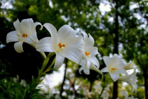 6a723790ab161e87c1ed20054bb03a04_s